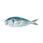 魚と占（Uo to Sen）